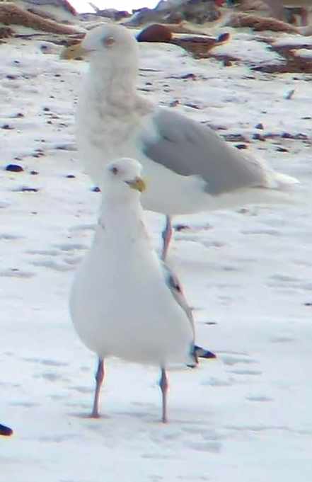 adult glaucous gull
