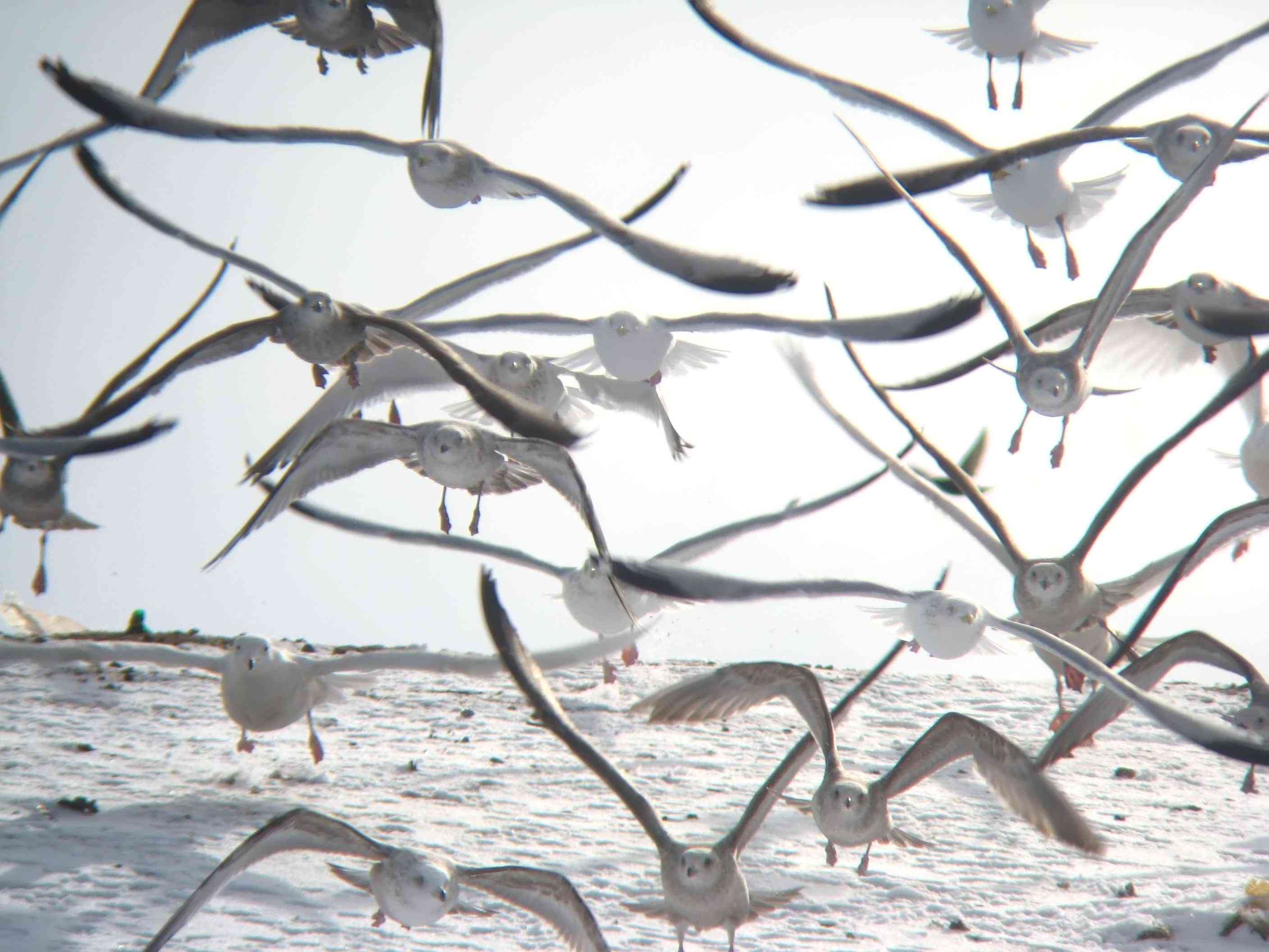 Glaucous gull (lower left), likely Glaucous Gull (right, with only wings shown), and Thayers gull (lower right)