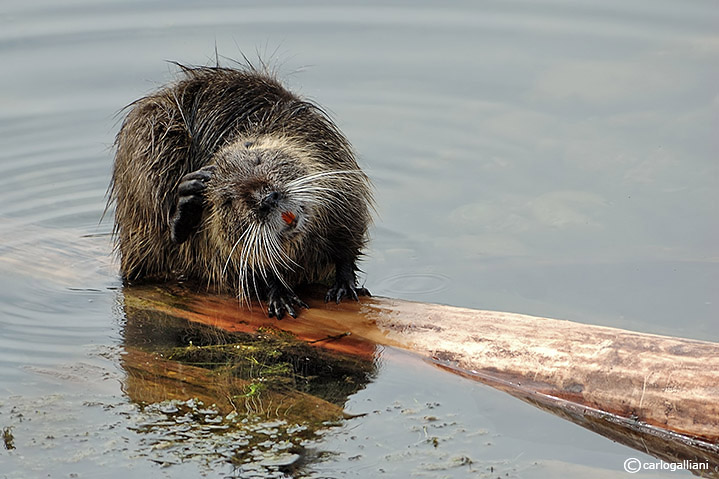 Nutria -Coypu (Myocastor coypus)