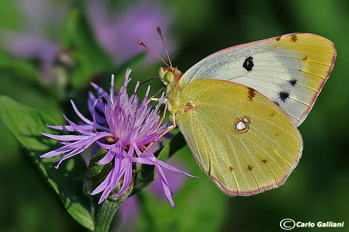 Colias crocea (female, f. helice)