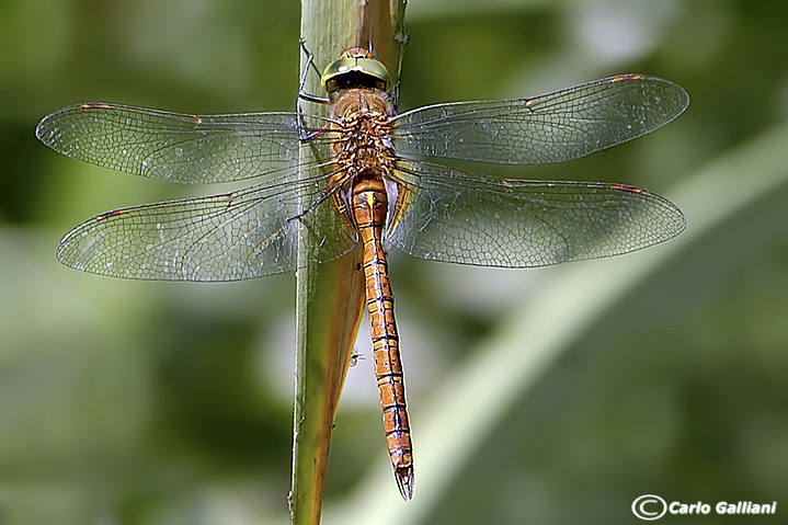 Aeshna isosceles male