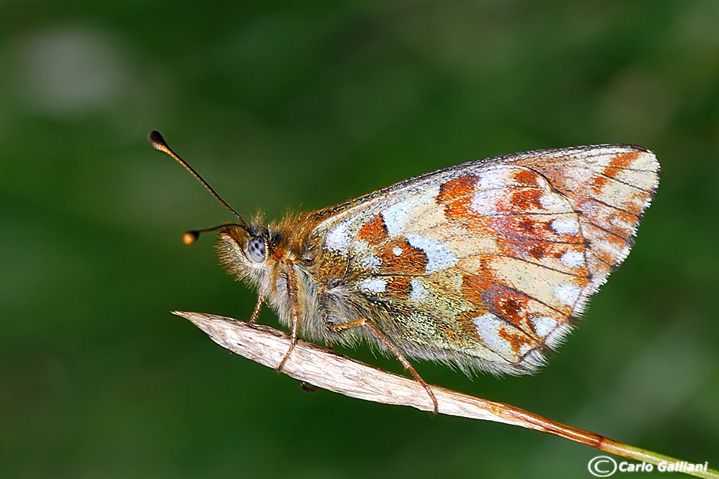   Boloria napaea