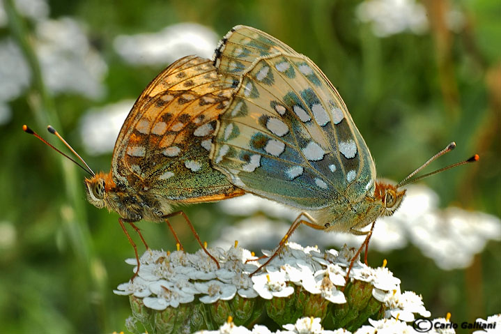 Argynnis aglaja