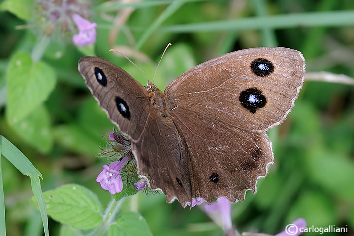 Minois dryas