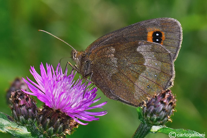 Erebia aethiops