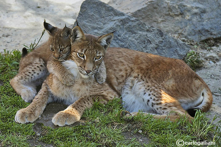 # Lince-Eurasian Lynx  (Felix lynx)