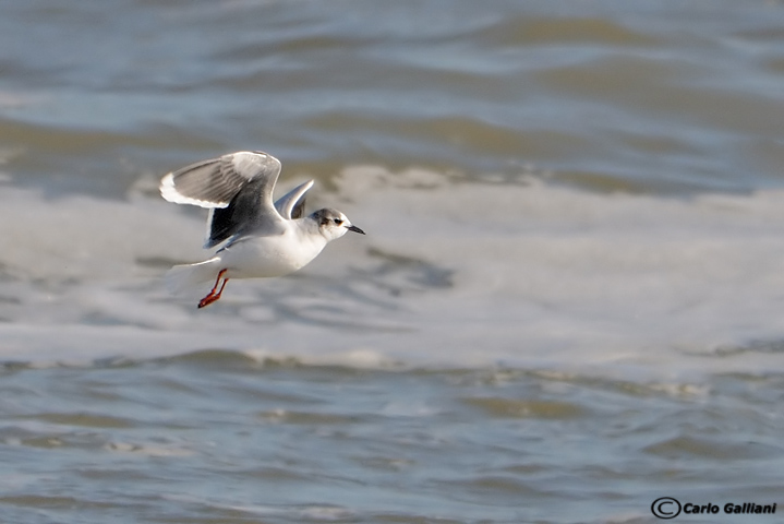 Gabbianello-Little Gull (Larus minutus)