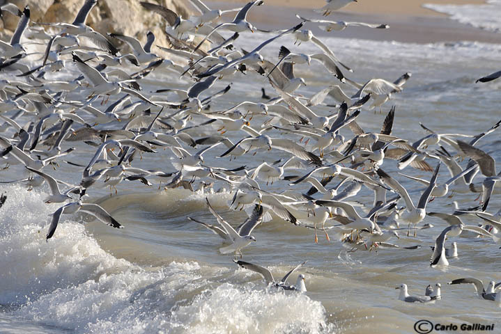 Gavina -Common Gull (Larus canus)