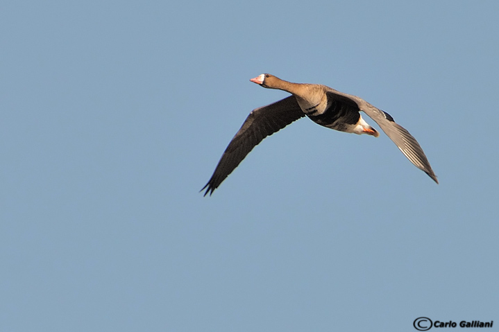 Oca lombardella-Greater White-fronted Goose (Anser albifrons)