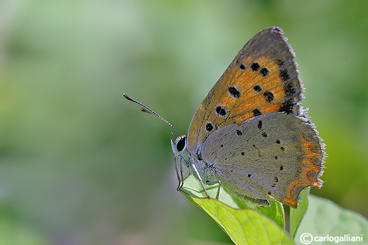 Lycaena phlaeas