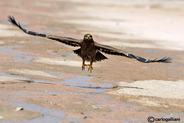 Aquila delle steppe (Aquila nipalensis