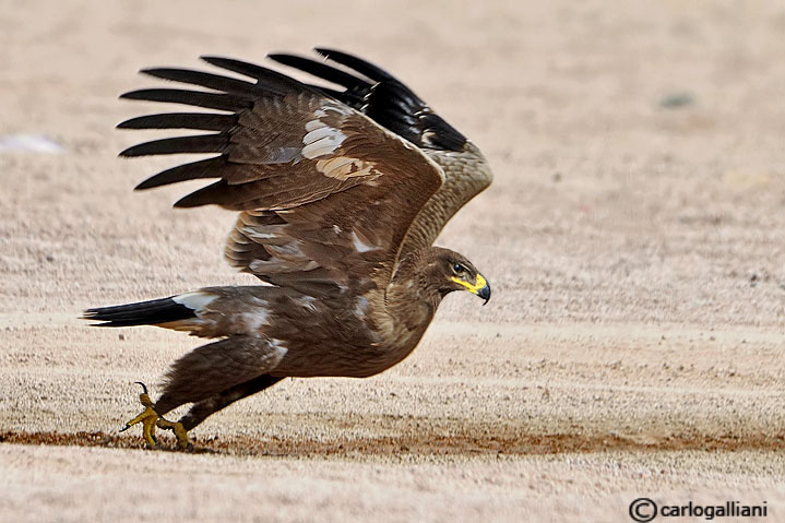 Aquila delle steppe (Aquila nipalensis)