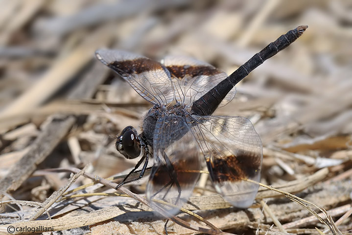 Brachythemis impartita male