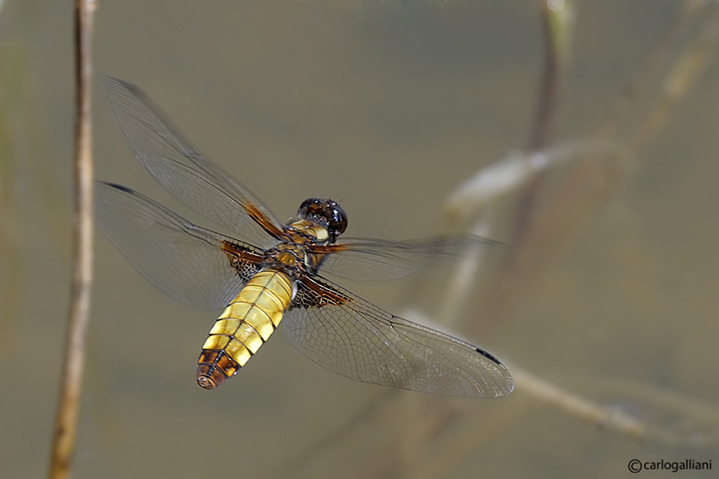    Libellula depressa female