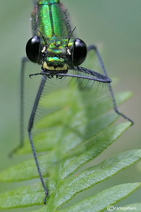 Calopteryx virgo female