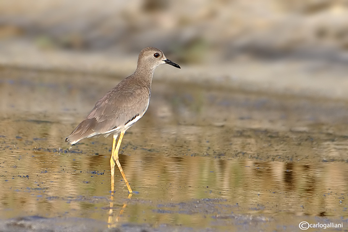 Pavoncella codabianca-White-tailed Lapwing (Vanellus leucurus)