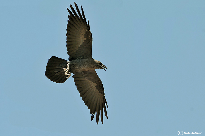 Corvo collobruno -Brown-necked Raven (Corvus ruficollis)