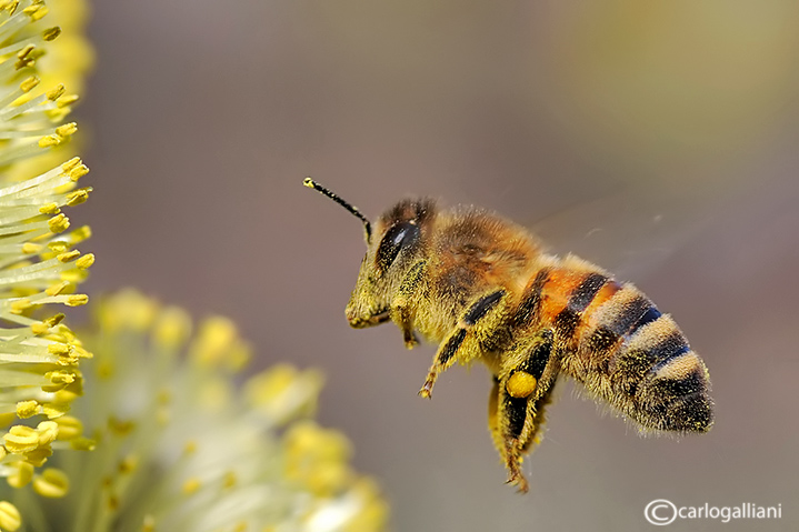 Apis mellifera