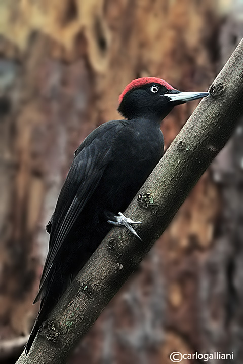 Picchio nero -Black Woodpecker (Dryocopus martius)