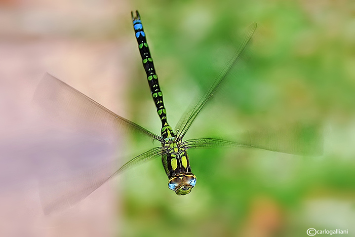 Aeshna cyanea