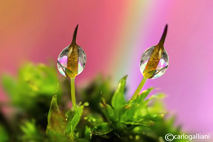 Moss & Drops