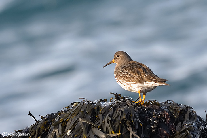 Piovanello violetto-Purple Sandpiper (Calidris maritima)