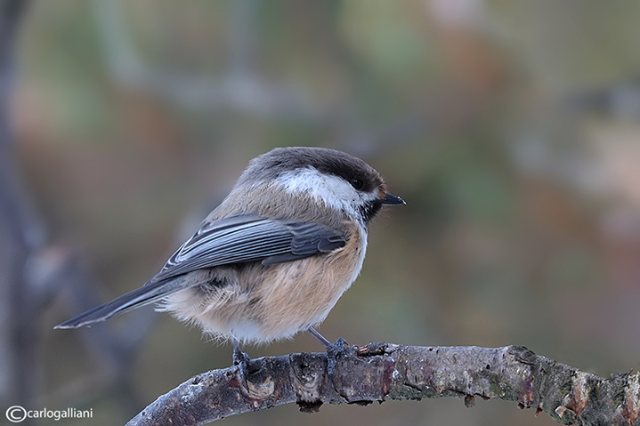 Cincia siberiana- Siberian Tit(Poecile cincta)