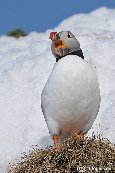 Pulcinella di mare-Atlantic Puffin (Fratercula arctica)