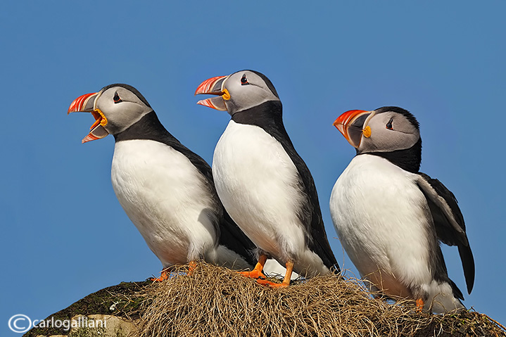 Pulcinella di mare-Atlantic Puffin (Fratercula arctica)