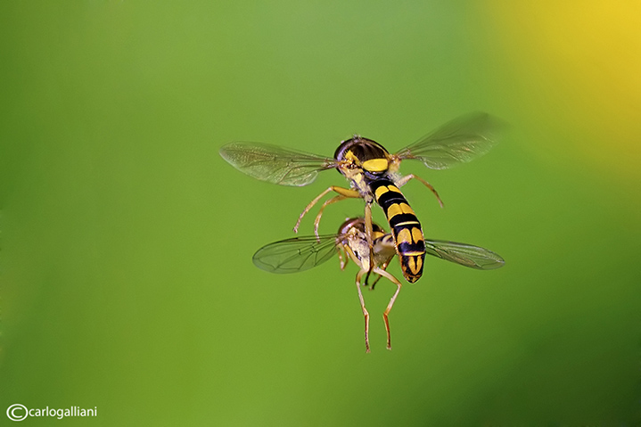 Spharophoria scripta mating