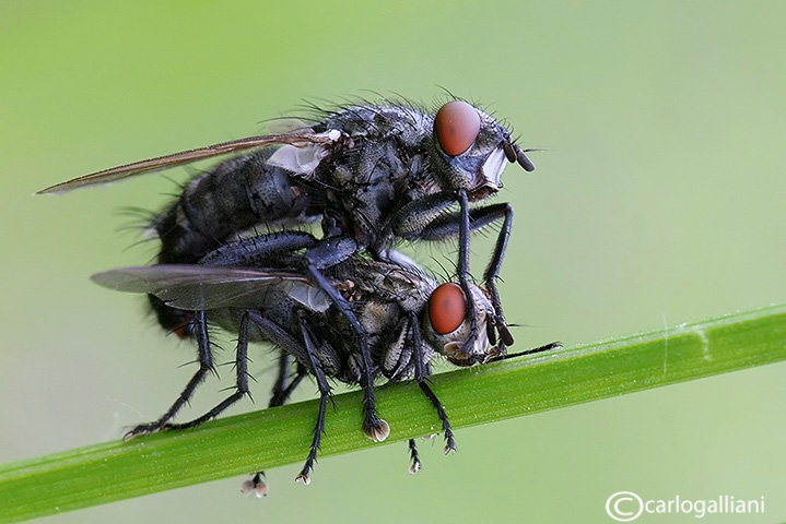 Sarcophaga carnaria