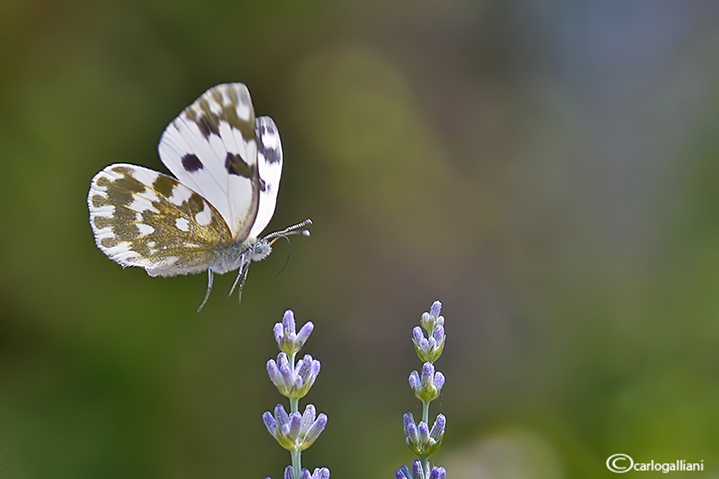 Pontia edusa