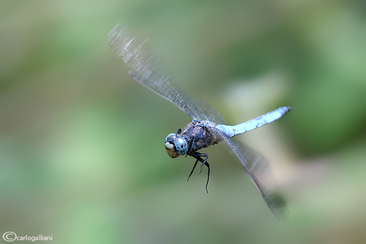 Orthetrum caerulescens