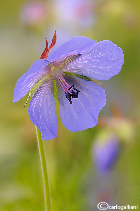 Geranium sp.