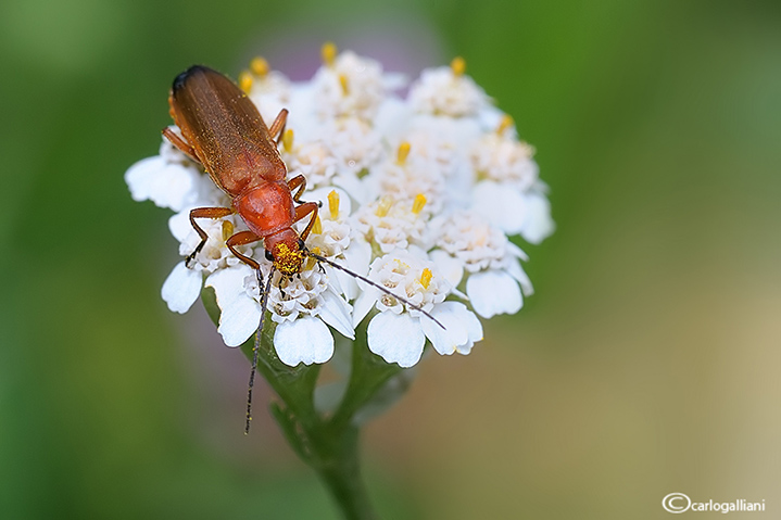 Rachonygha fulva