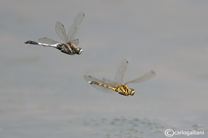 Orthetrum albystilum