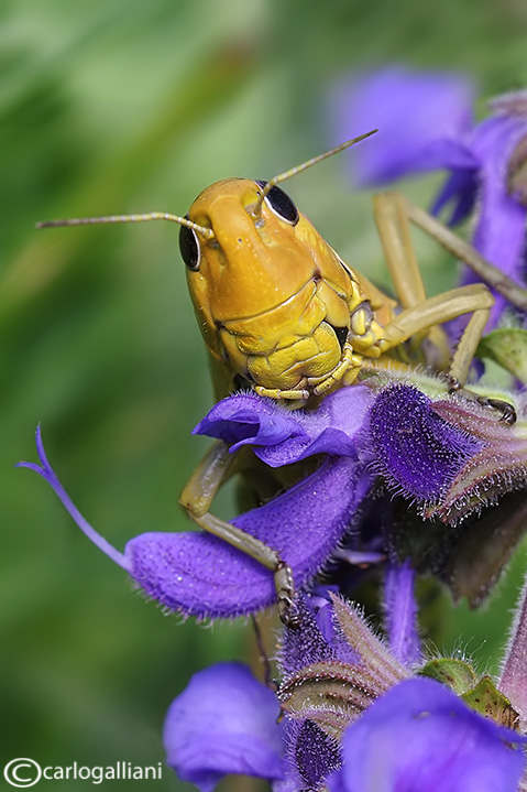 Argyptera fusca