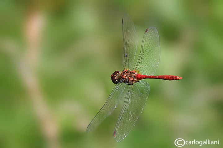 Sympetrum sanguineum