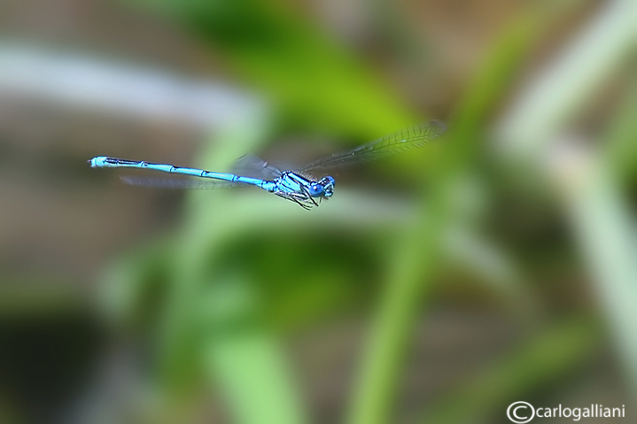 Enallagma cyathigerum male