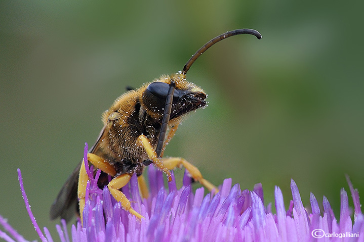 Halictus scabiosa