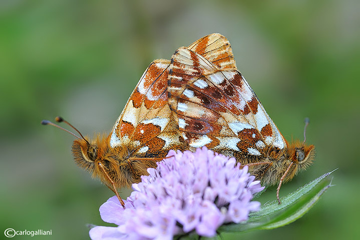 Boloria pales