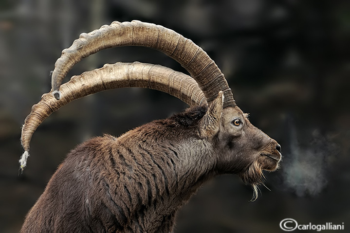 Stambecco-Alpine Ibex (Capra ibex)