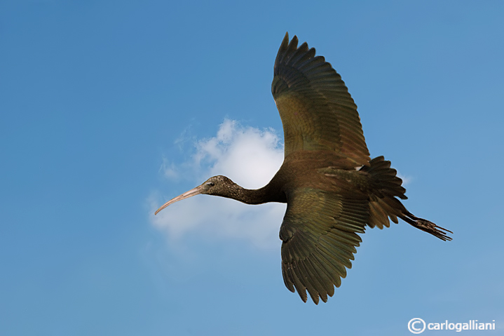 Mignattaio -Glossy Ibis (Plegadis falcinellus)