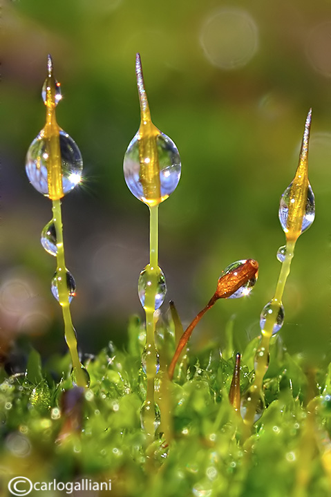 Moss & Drops