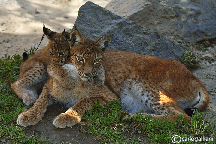 Lince-Eurasian Lynx (Felix lynx)