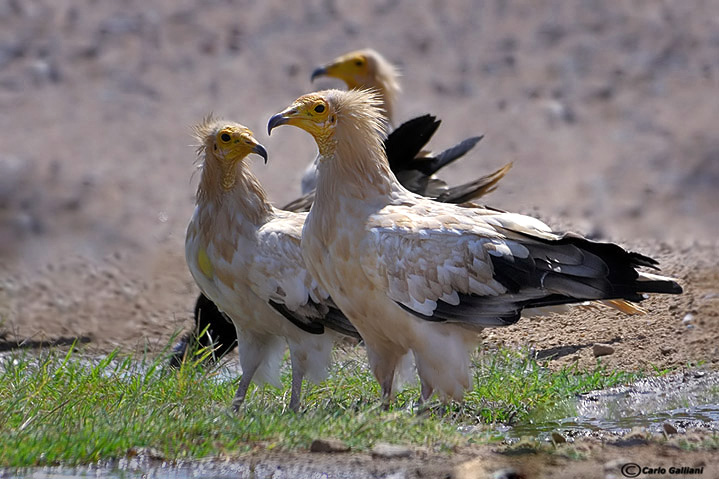 Capovaccaio- Egyptian Vulture (Neophron percnopterus) 
