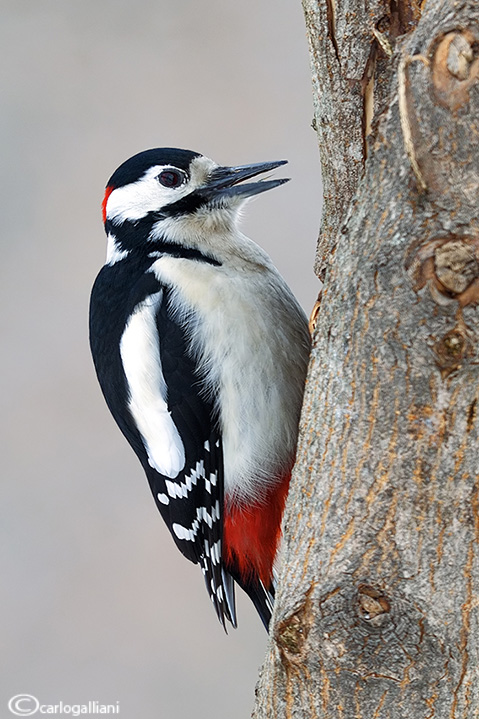 Picchio rosso maggiore-Great Spotted Woodpecker (Dendrocopos major))