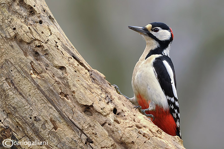 Picchio rosso maggiore-Great Spotted Woodpecker (Dendrocopos major)) 