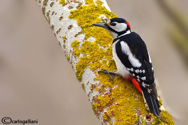 Picchio rosso maggiore-Great Spotted Woodpecker (Dendrocopos major))