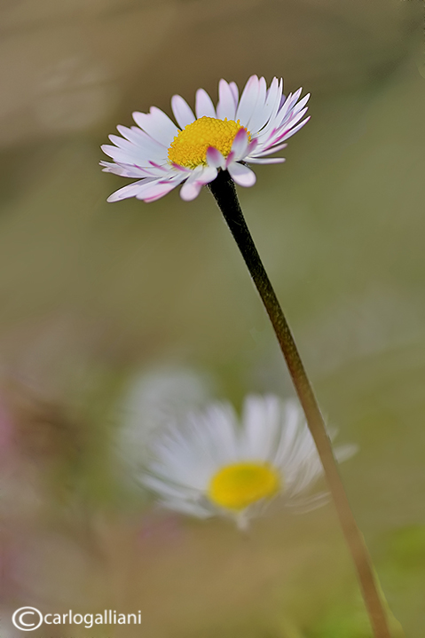 Bellis perennis